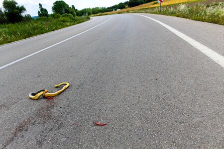 A dead snake crushed on asphalt roadの写真素材