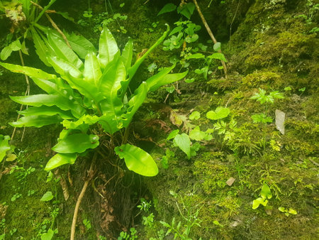 Green ferns growing in the woods. Natural background.の写真素材