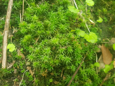 Green moss in the forest. Nature background. Shallow depth of field.の写真素材