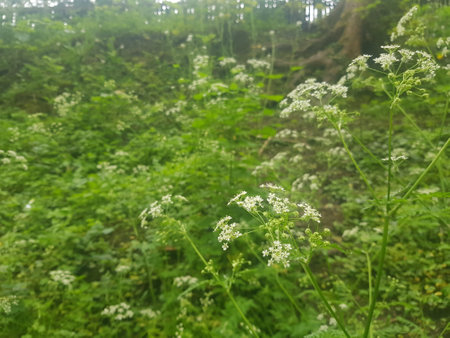 Blossoming wild parsley in the meadow in the summerの写真素材