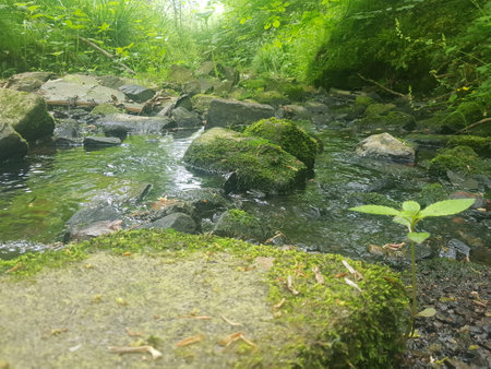 Mossy stones in a stream in the forest in summer.の写真素材