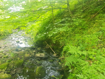 Mountain stream in the forest. Beautiful summer landscape with a river.の写真素材