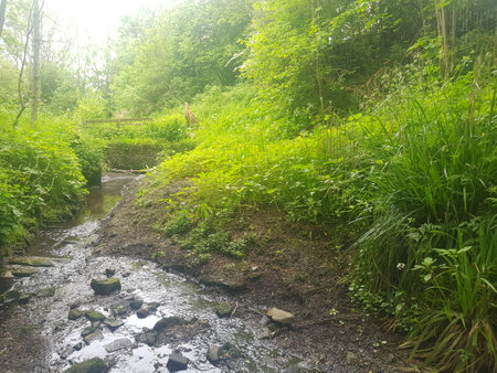 A small stream flows through the forest on a sunny summer day.の写真素材