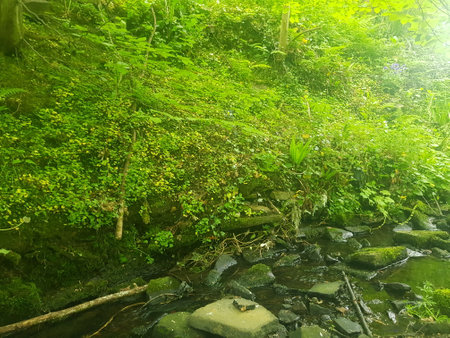 beautiful green forest with small creek in the summerの写真素材