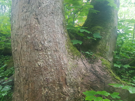Old tree trunk in the forest, close-upの写真素材