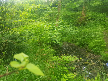 Green forest with small stream in the middle of the forest. Natural backgroundの写真素材