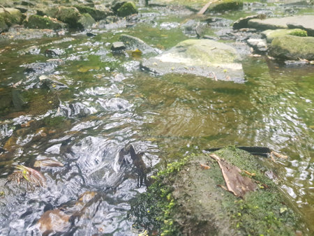 Stream with clear water and stones in a forest in summerの写真素材