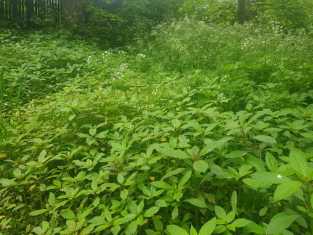 Green meadow with wildflowers and grasses in the morningの写真素材