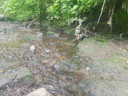 Stream through the woods on a bright morningの写真素材