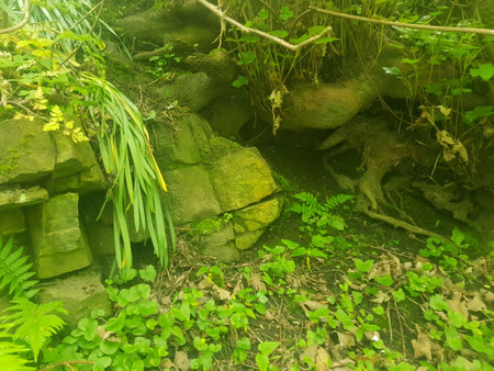 green plants and rocks in the forest, closeup of photo.の写真素材