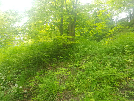 Sunlight in a green forest, spring time, nature series.の写真素材