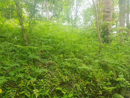 Green forest with sunbeams on a summer morning.の写真素材