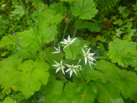 Wild garlic (Allium ursinum) flower in the woods