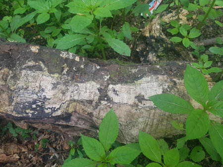 Bark of a fallen tree in the forest. Nature background.の写真素材
