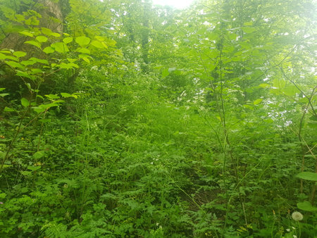 Beautiful summer forest landscape. Green leaves and trees in the forest.の写真素材