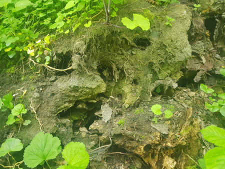 Old tree stump in the woods with green leaves. Nature background.の写真素材
