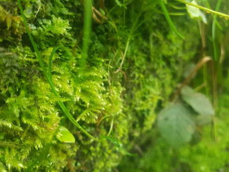 Green moss in the forest. Selective focus. Shallow depth of fieldの写真素材