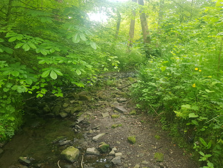 Stream in the green forest. Summer landscape with river and trees.の写真素材