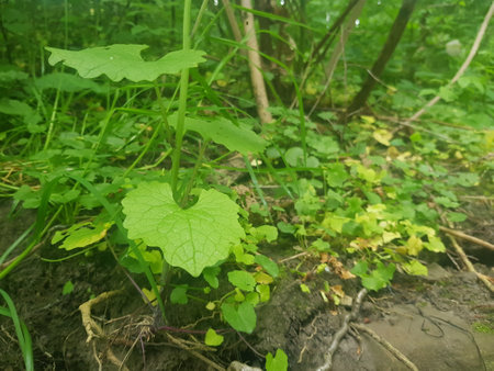 Green leaves on a mud and stone backgroundの写真素材