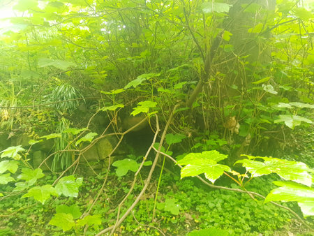 Green leaves in the forest, closeup photo. Nature backgroundの写真素材