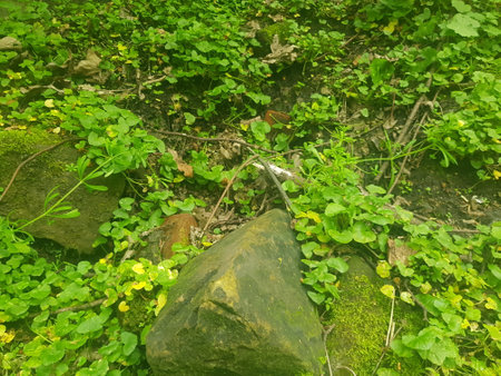 green grass and stones in the forest, close-up of photoの写真素材