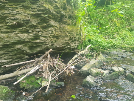 River running through the woods with rocks and vegetation. Beautiful summer landscape.の写真素材