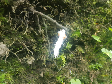 Close up of roots in the woods with moss and lichenの写真素材