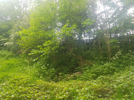 Green forest with trees and bushes on a summer morning.の写真素材