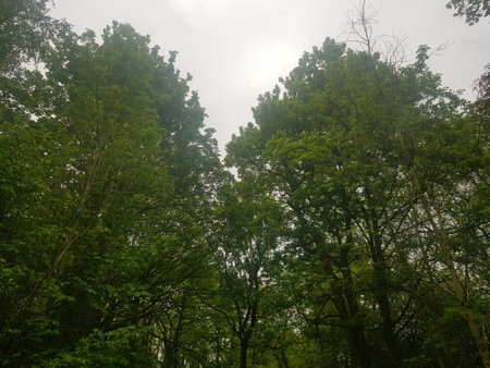 Morning in the woods with green trees and cloudy sky.の写真素材