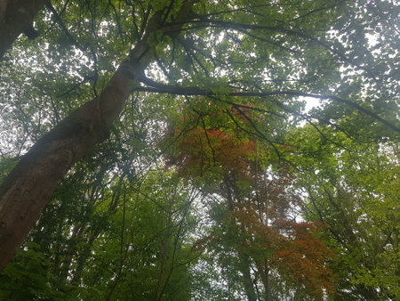 View of the tree canopy from belowの写真素材