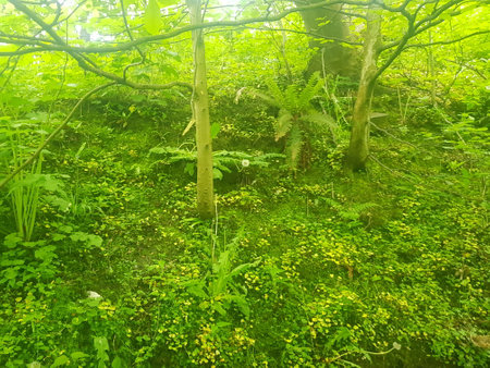 View of green forest with wild plants and trees. Nature backgroundの写真素材