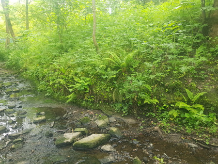 Stream in the green forest. Nature composition.の写真素材