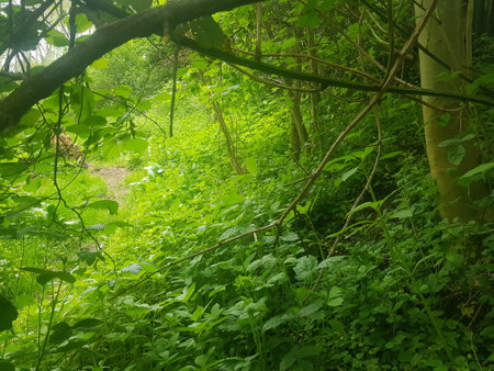 Green forest with trees, grass and plants. Nature background. Landscapeの写真素材