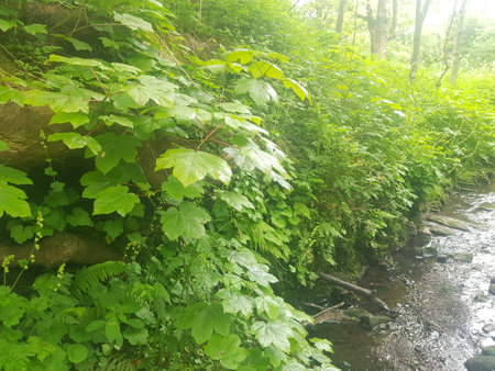 Beautiful green forest and stream in the morning. Nature background.の写真素材