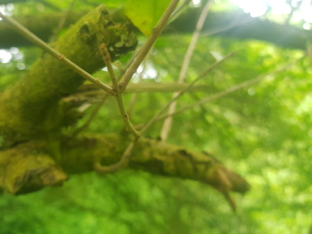 Green leaves in the woods, soft focus, blurred background, abstractの写真素材