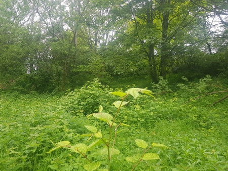 Bright morning in the woods with green grass and trees, UKの写真素材
