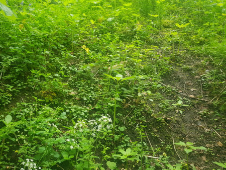 Green meadow with wild flowers in summer.の写真素材