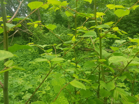 A view of the green leaves of a tree in the forest.の写真素材