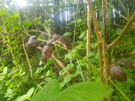 Plant in the the woods on a sunny morningの写真素材