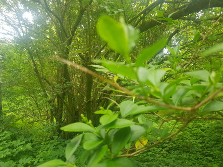 Green leaves in the forest with sunlight in the morning. Nature backgroundの写真素材