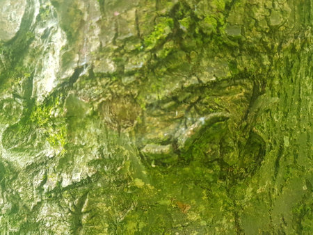 Green moss on a tree trunk. Abstract background and texture for design.の写真素材