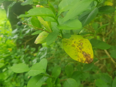 close up of leaves in the woods, showing signs of diseaseの写真素材