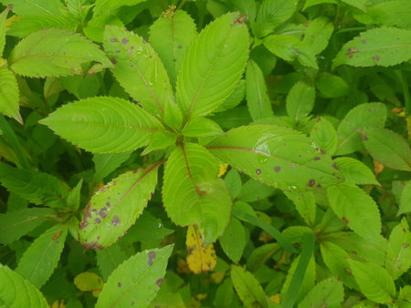 Green leaves of basil in the garden, closeup of photo.の写真素材
