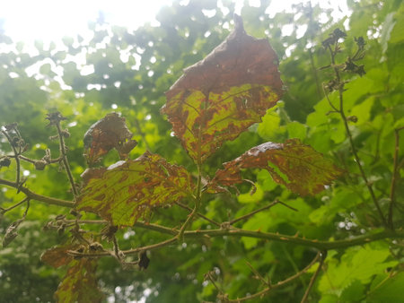 green leaves on a tree in the forest in autumn, closeup of photoの写真素材