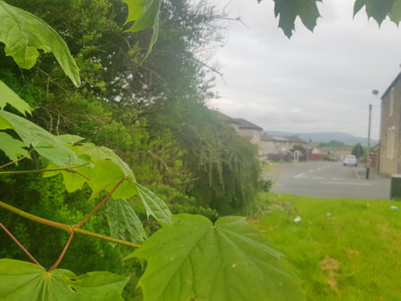 Close up of green leaves with a blurred rural backgroundの写真素材
