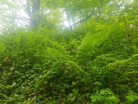Sunlight through the green foliage of the forest. Nature background.の写真素材