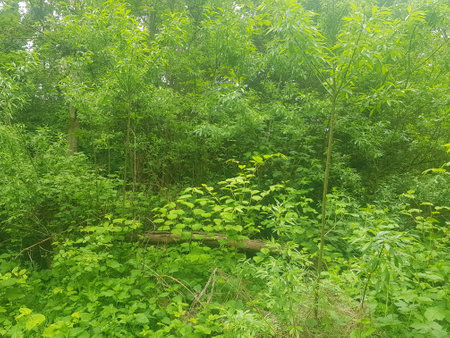 Green forest with trees and shrubs on a summer morningの写真素材