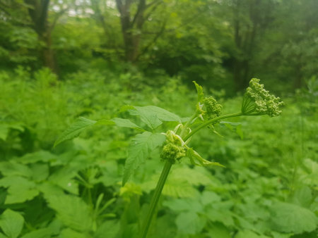 Green leaves in the forest. Selective focus. Shallow depth of fieldの写真素材