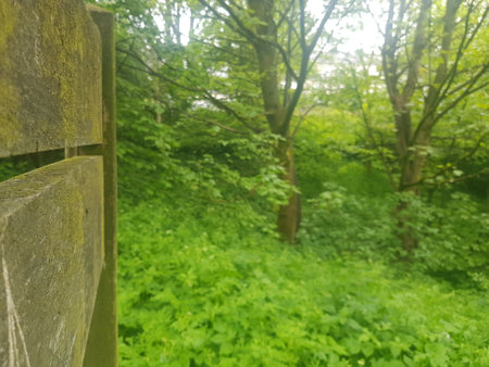 Wooden fence in the green forest. Selective focus. nature.の写真素材