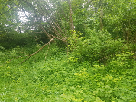 Forest in the morning. The grass is covered with green leaves and flora.の写真素材
